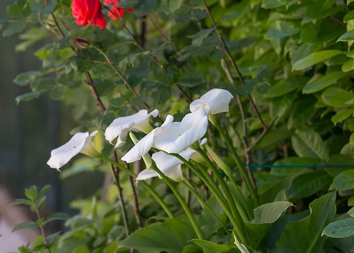 Ca Masawalsa ברדולינו